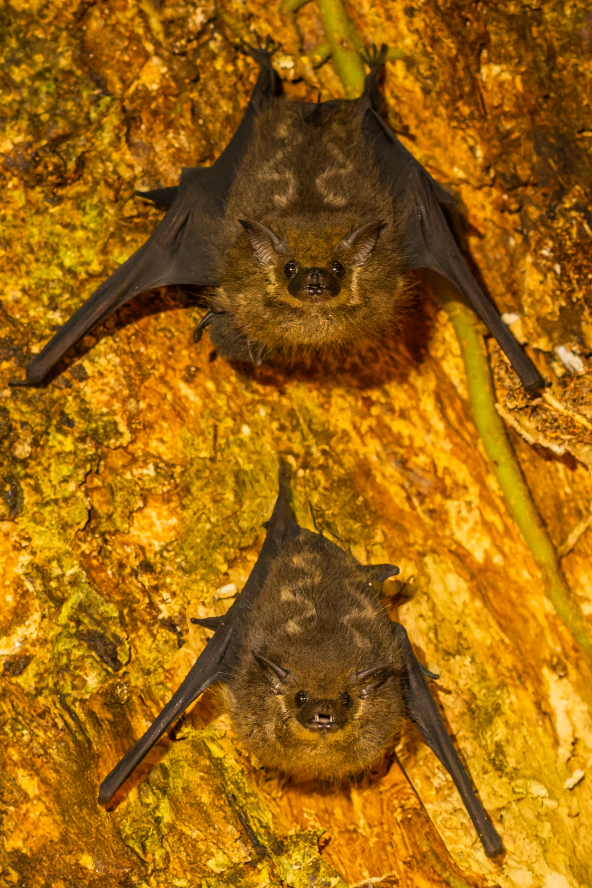 Two Lesser White-lined Bats roost close together, with their lightning bolt stripes visible in their back fur (image by Gin Wilde)