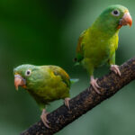 A pair of curious Orange-chinned Parakeets survey the goings on of the birds in the gardens of Laguna del Lagarto, Costa Rica (image by Gin Wilde)