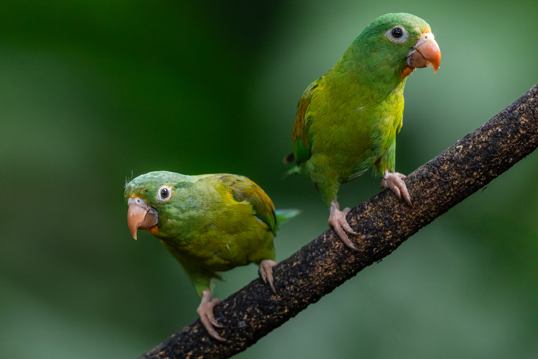 A pair of curious Orange-chinned Parakeets survey the goings on of the birds in the gardens of Laguna del Lagarto, Costa Rica (image by Gin Wilde)