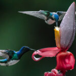 A pair of White-necked Jacobins share a flower, sipping nectar to help fuel their incredibly high metabolism and rapid heart-rate (image by Gin Wilde)