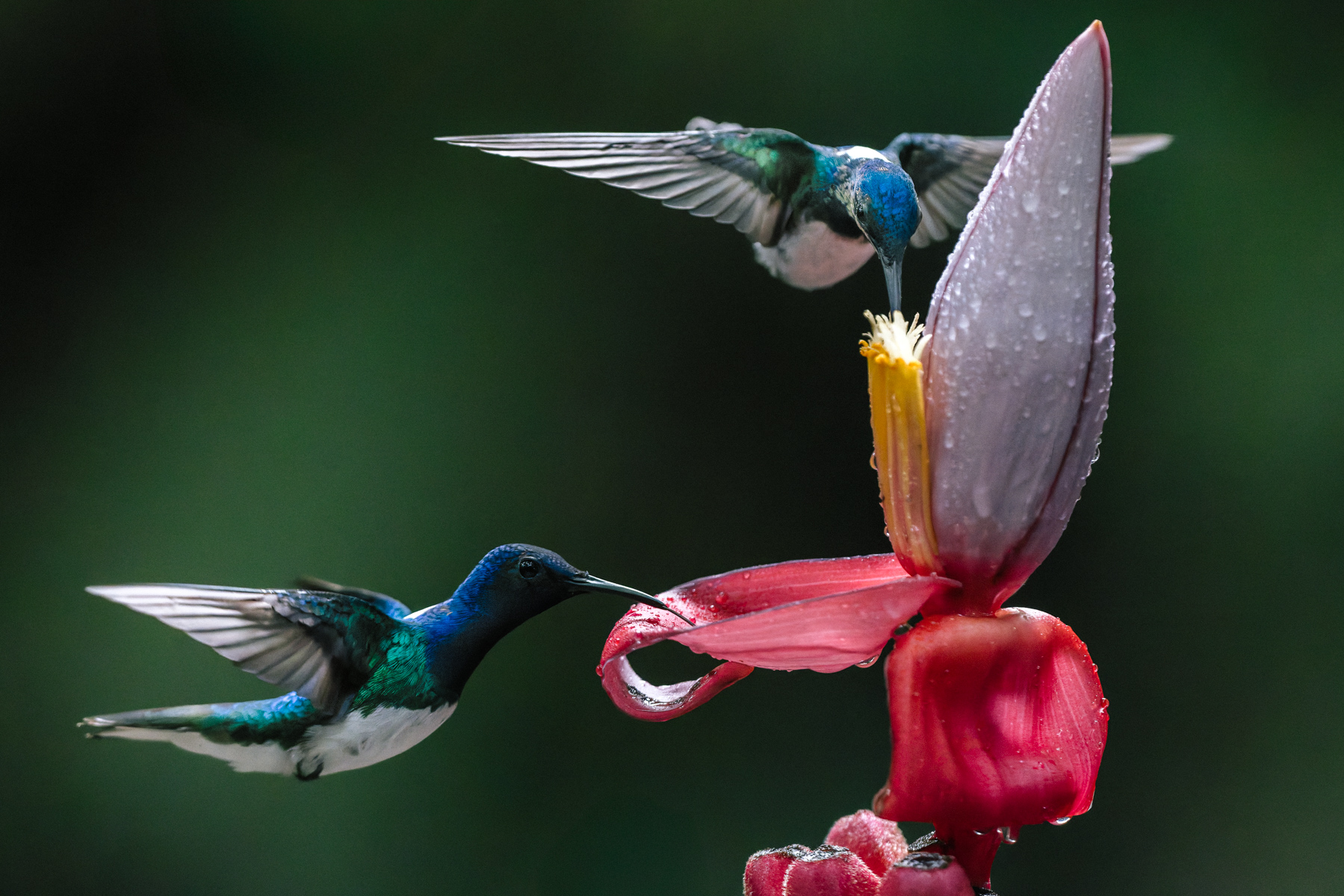 A pair of White-necked Jacobins share a flower, sipping nectar to help fuel their incredibly high metabolism and rapid heart-rate (image by Gin Wilde)
