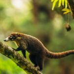 'Up, up, up, goes the White-nosed Coati!' Up to join its pals to gorge on tasty berries! (image by Gin Wilde)