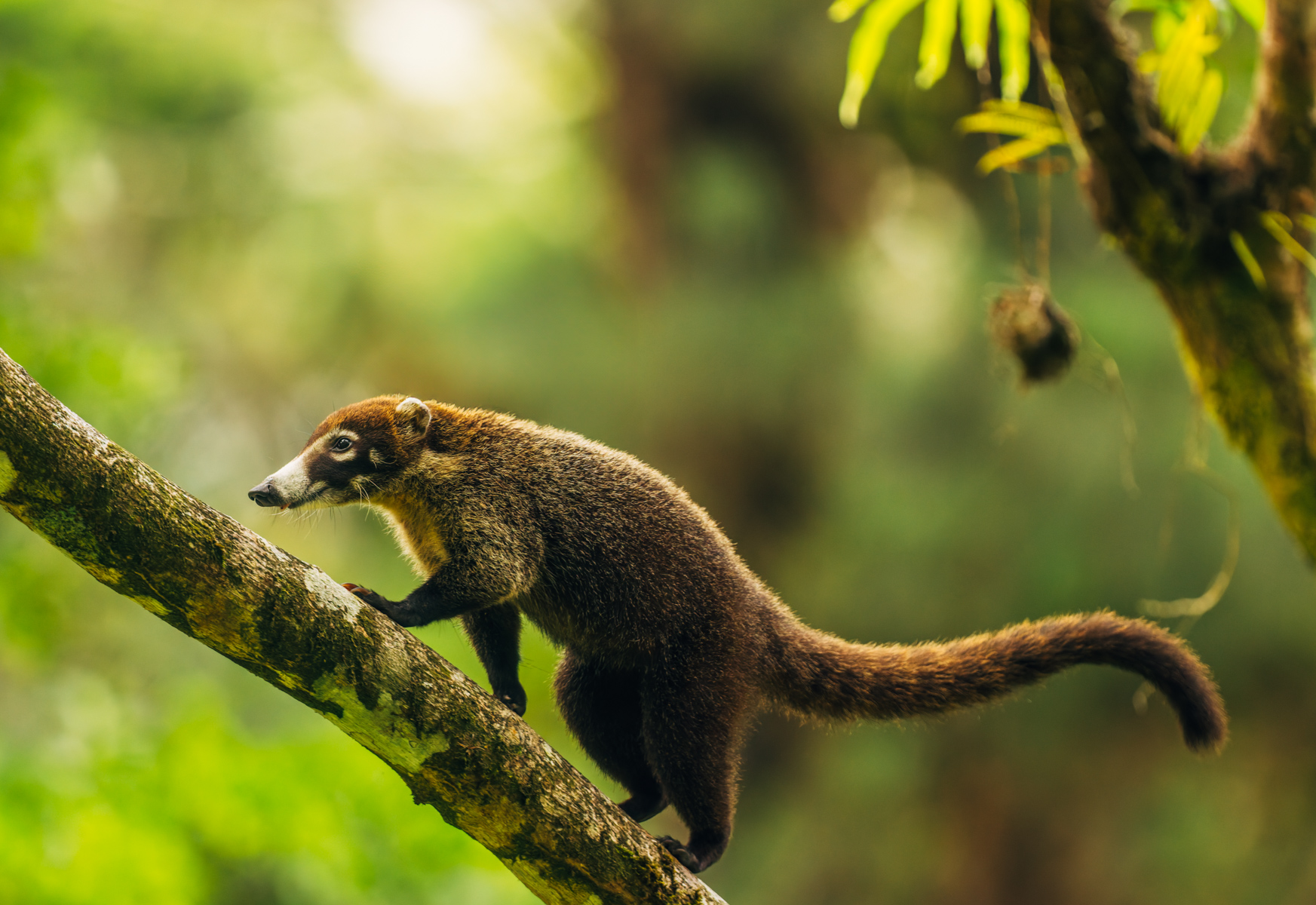 'Up, up, up, goes the White-nosed Coati!' Up to join its pals to gorge on tasty berries! (image by Gin Wilde)