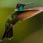 Sideways on, male Talamancas have a dark green gloss and dull head. But when they turn their heads, there's a flash of metallic turquoise chin and gorget, and a striking violet crown (image by Gin Wilde)