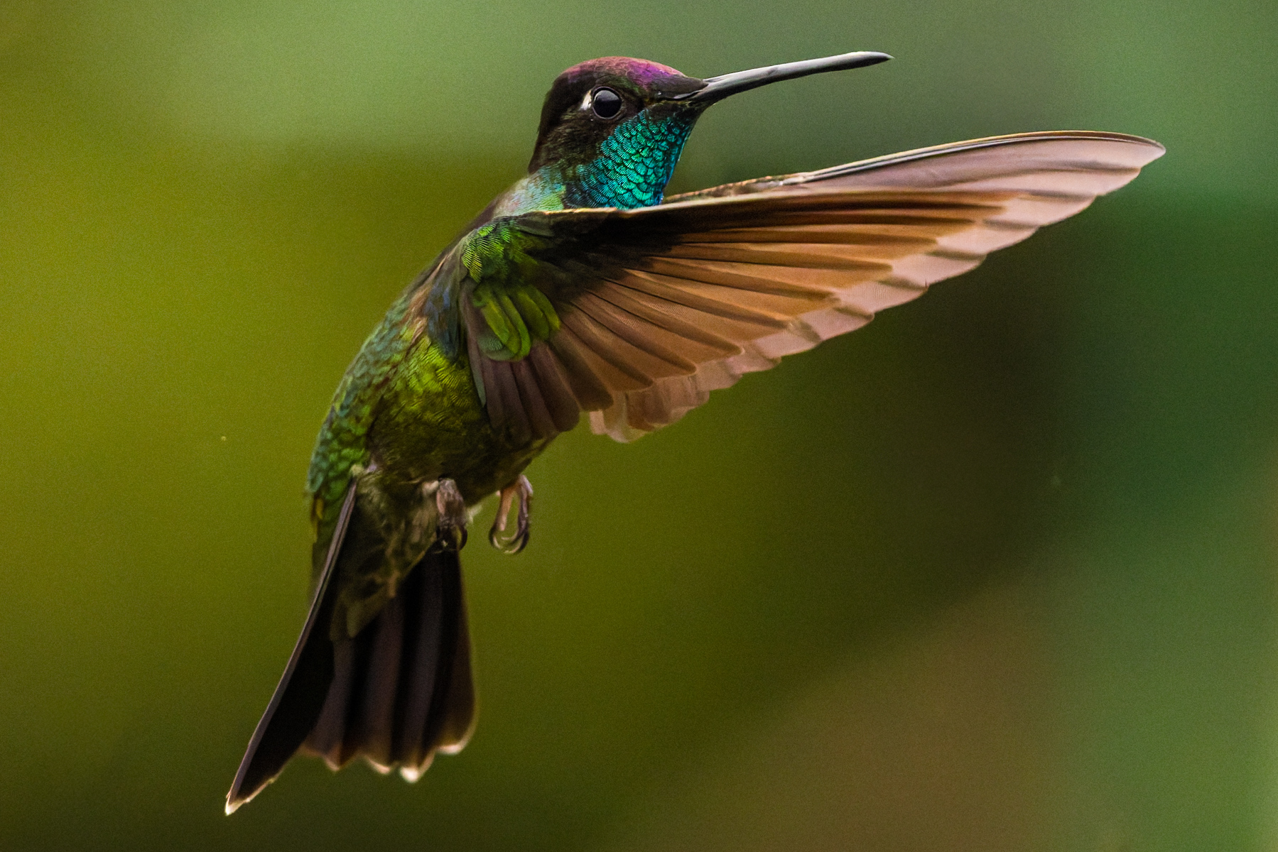 Sideways on, male Talamancas have a dark green gloss and dull head. But when they turn their heads, there's a flash of metallic turquoise chin and gorget, and a striking violet crown (image by Gin Wilde)