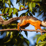 Costa Rica's Variegated Squirrels come in a wide variety of patterns and shades; some dull brown to grey, others sporting a more striking block colouration of orange, white and dark (image by Gin Wilde)