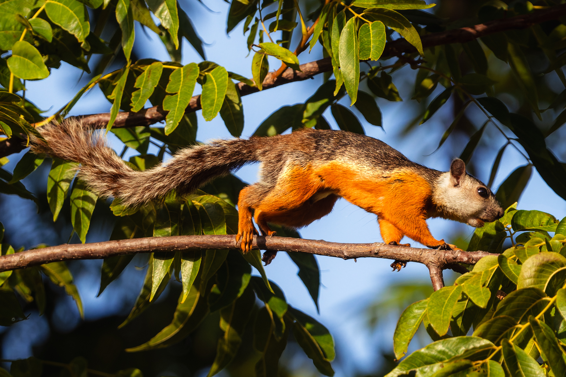 Costa Rica's Variegated Squirrels come in a wide variety of patterns and shades; some dull brown to grey, others sporting a more striking block colouration of orange, white and dark (image by Gin Wilde)
