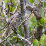 Vegetarian Finch feeding in a Cat’s Claw Tree (Image by Mike Watson)