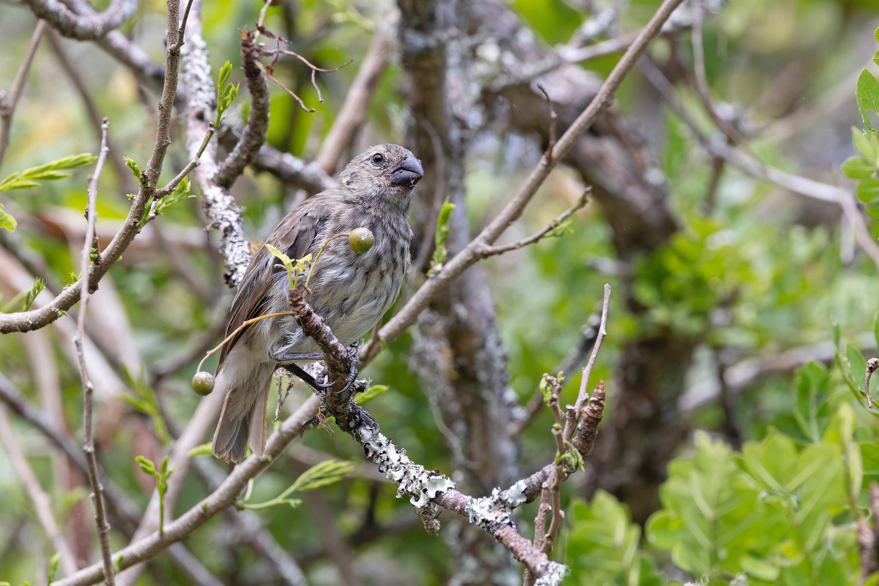 Vegetarian Finch feeding in a Cat’s Claw Tree (Image by Mike Watson)