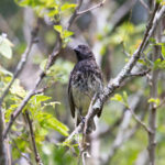 The male Vegetarian Finch is a handsome grosbeak-proportioned beast (Image by Mike Watson)