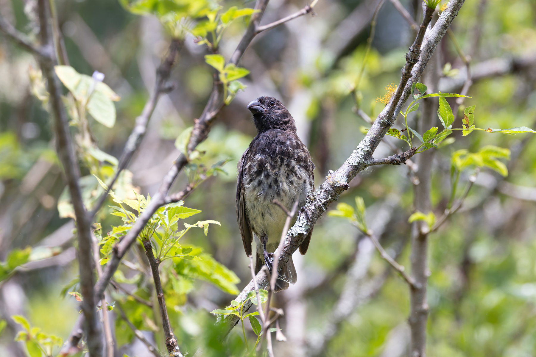 The male Vegetarian Finch is a handsome grosbeak-proportioned beast (Image by Mike Watson)
