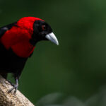 Maybe its the velvety-looking scarlet hood that makes this Crimson-collared Tanager look just like a Catholic Cardinal. Regardless, it is a very handsome bird (image by Gin Wilde)