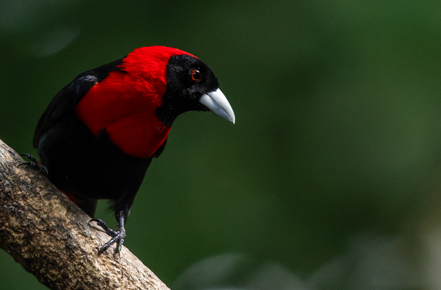 Maybe its the velvety-looking scarlet hood that makes this Crimson-collared Tanager look just like a Catholic Cardinal. Regardless, it is a very handsome bird (image by Gin Wilde)