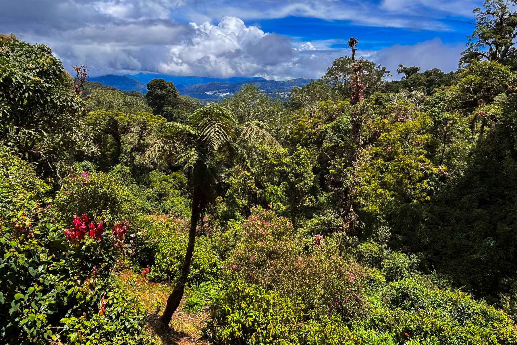 The gloriously verdant view from my private chalet at Paraiso Quetzal Lodge, Costa Rica (image by Gin Wilde)