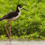 A delicate-legged Black-necked Stilt wades through the shallow waters in the Cano Negro wetlands (image by Gin Wilde)
