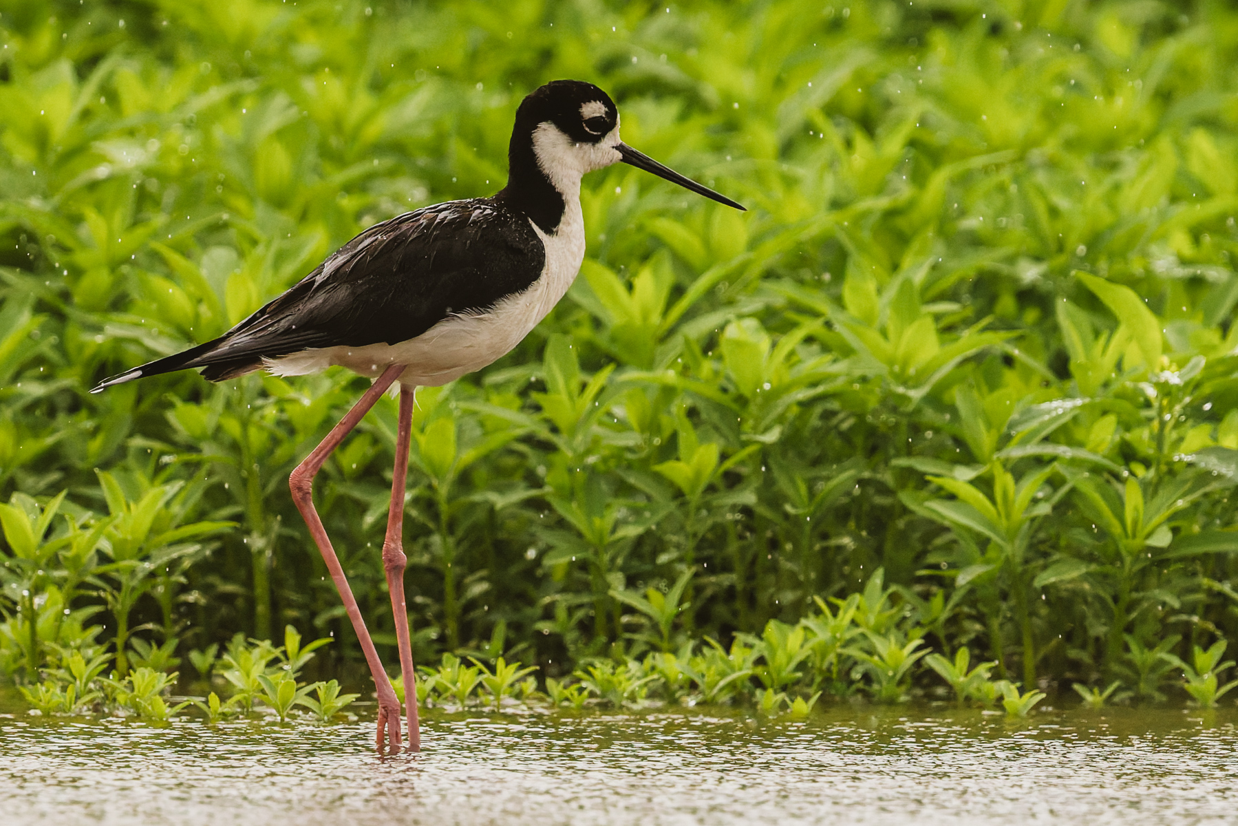 A delicate-legged Black-necked Stilt wades through the shallow waters in the Cano Negro wetlands (image by Gin Wilde)