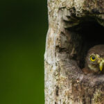 A Costa Rican Pygmy owlet waits patiently for its parents to bring back food, soon to leave the nest as it grows in size (image by Gin Wilde)