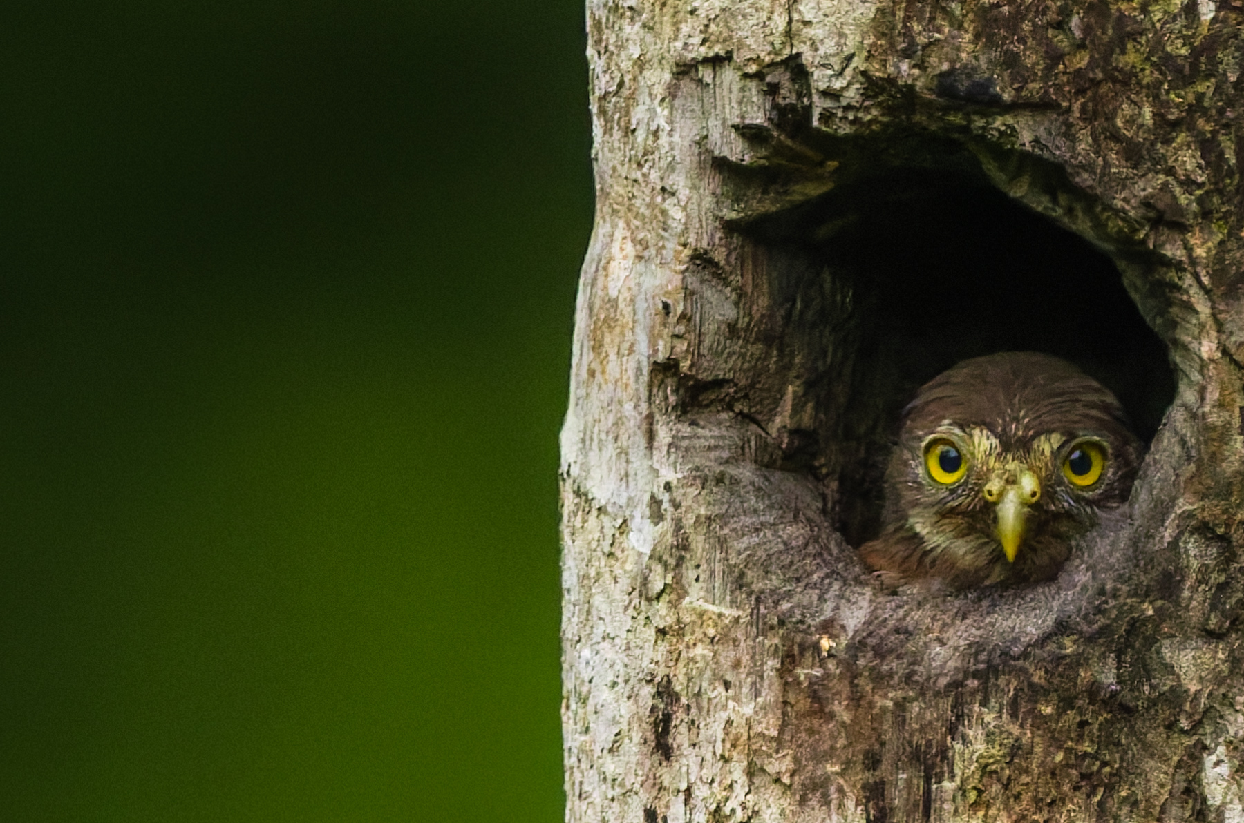A Costa Rican Pygmy owlet waits patiently for its parents to bring back food, soon to leave the nest as it grows in size (image by Gin Wilde)