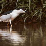 A Black-crowned Night Heron - with its distinctive blood-red eyes - feeds in the shallows of the lagoons of Cano Negro (image by Gin Wilde