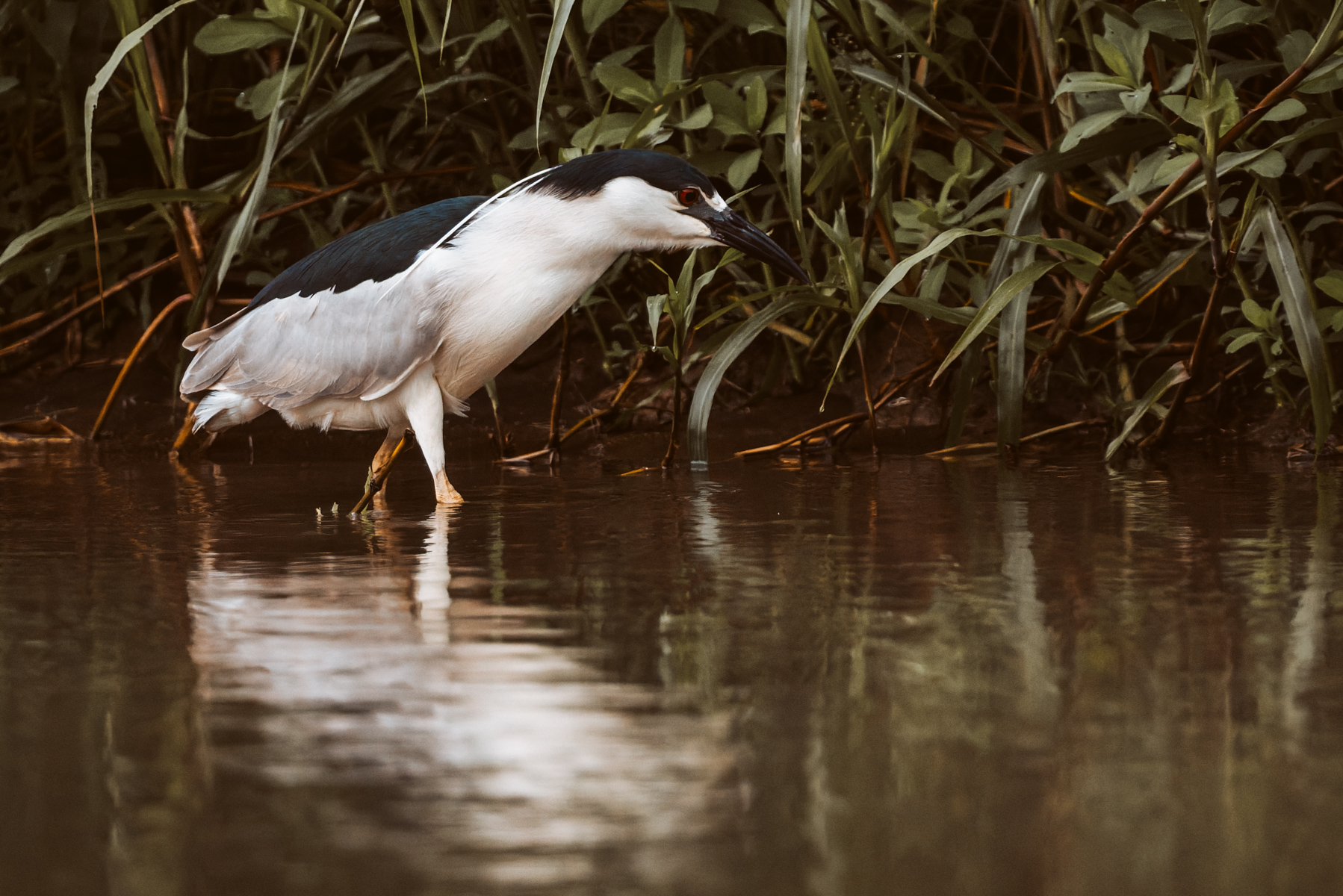 A Black-crowned Night Heron - with its distinctive blood-red eyes - feeds in the shallows of the lagoons of Cano Negro (image by Gin Wilde