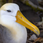 Waved Albatross bill detail (Image by Mike Watson)