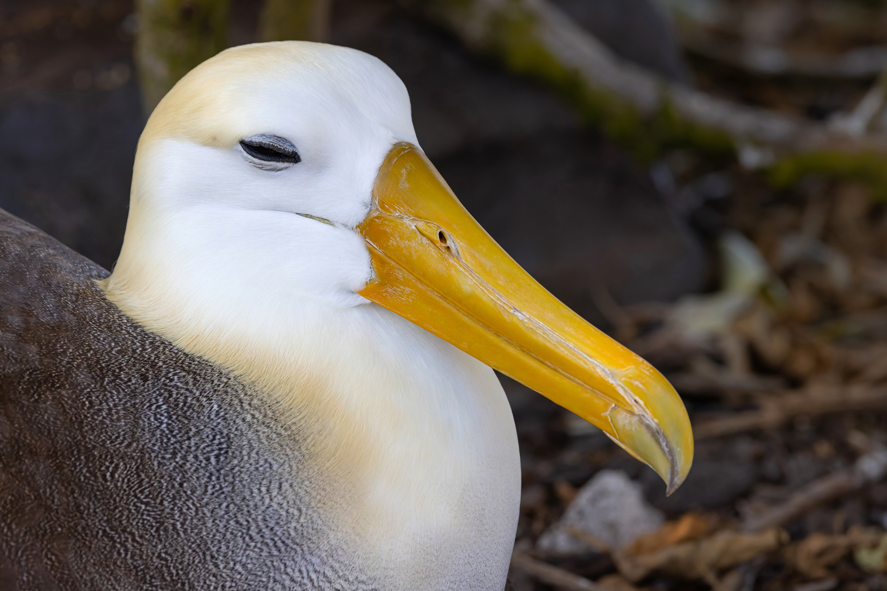Waved Albatross bill detail (Image by Mike Watson)