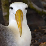 Waved Albatross is one of the smaller albatrosses, barely longer than a Nazca Booby but they do have a massive bill! (Image by Mike Watson)