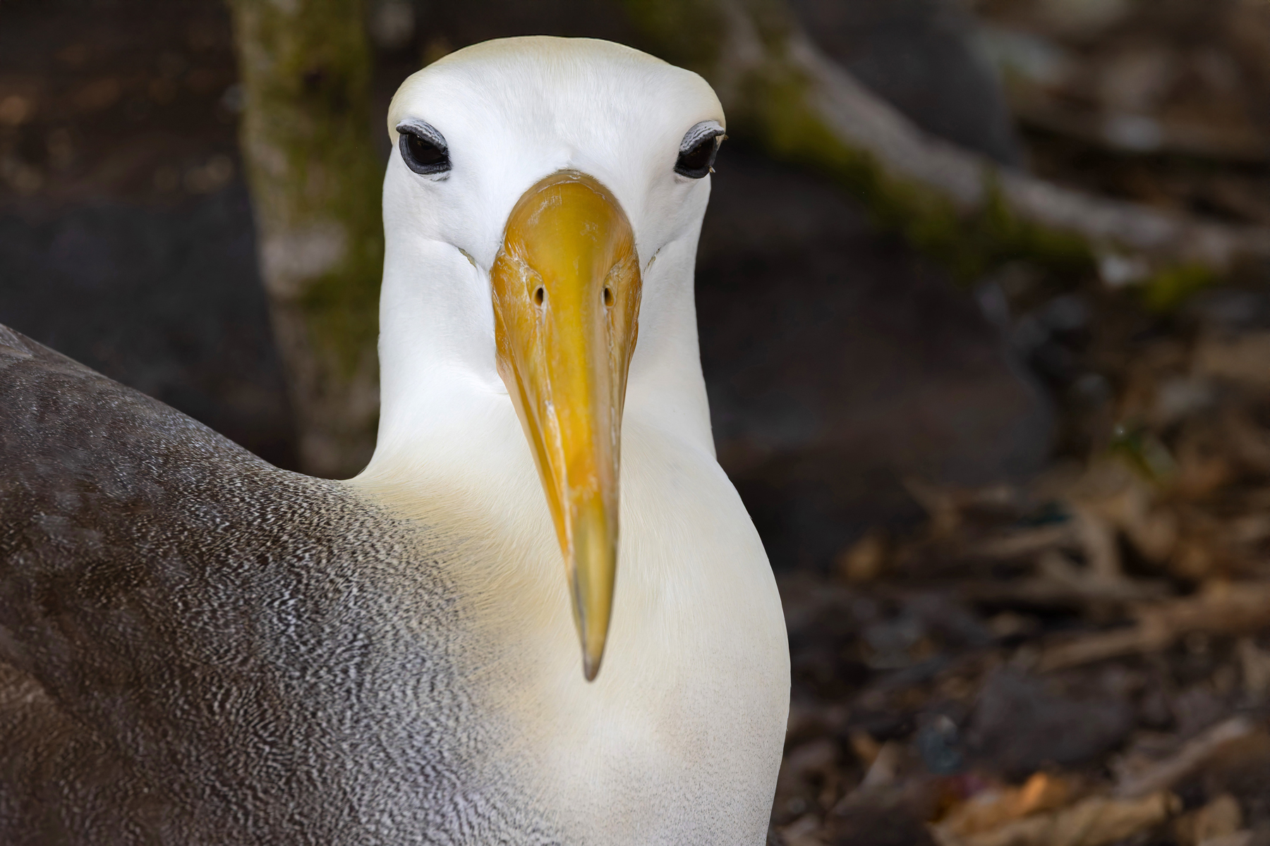 Waved Albatross is one of the smaller albatrosses, barely longer than a Nazca Booby but they do have a massive bill! (Image by Mike Watson)