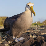 Waved Albatross coming through, this one barged us off the path (Image by Mike Watson)