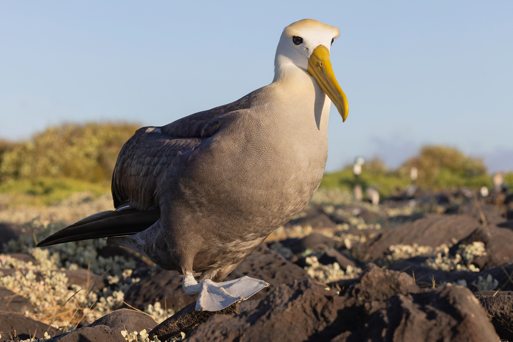 Waved Albatross coming through, this one barged us off the path (Image by Mike Watson)