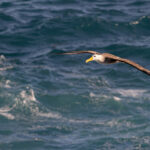 There is nothing quite like watching an albatross over the waves (Image by Mike Watson)