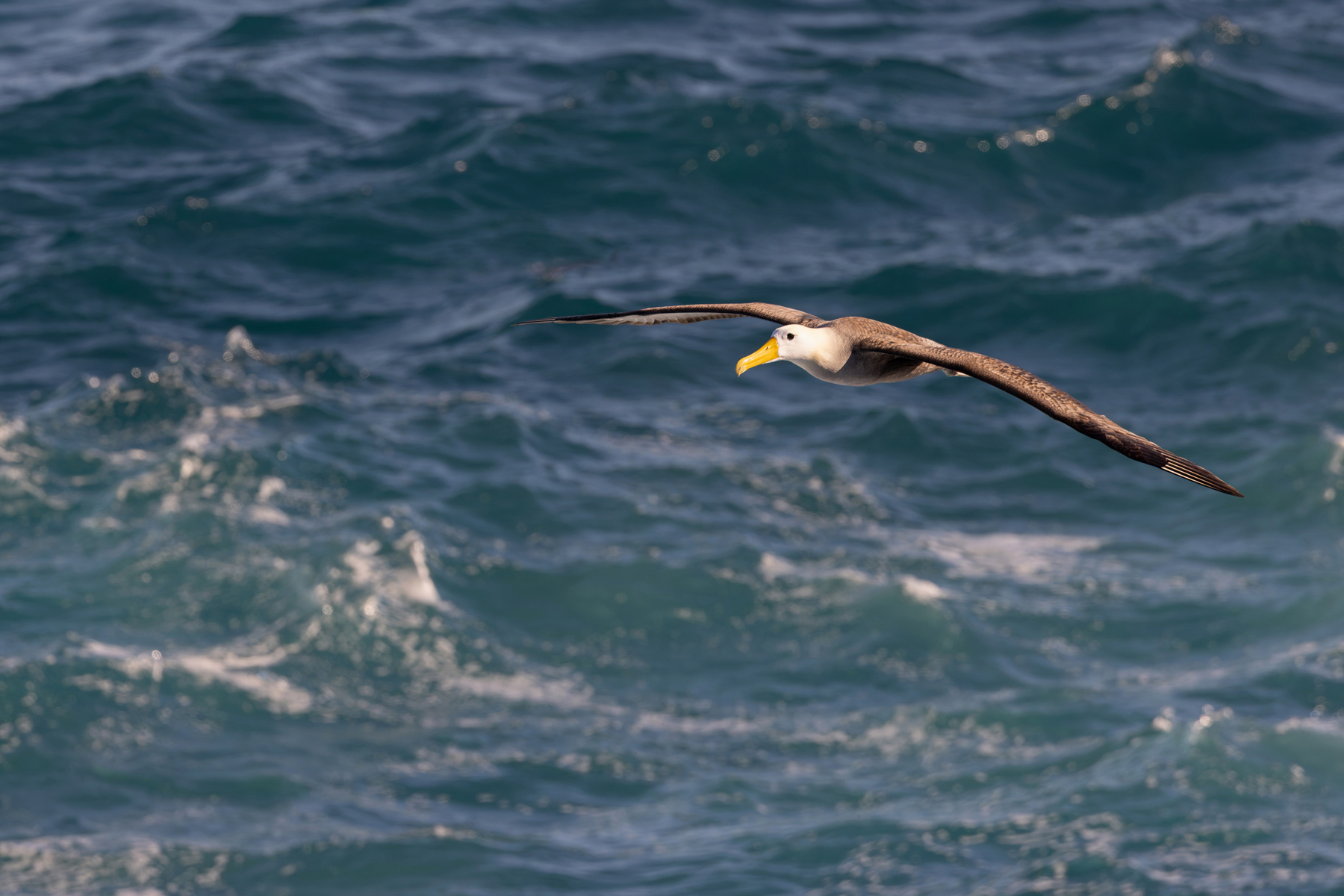 There is nothing quite like watching an albatross over the waves (Image by Mike Watson)