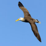 Ungainly on land, Waved Albatrosses transform into majestic masters of the air in flight (Image by Mike Watson)
