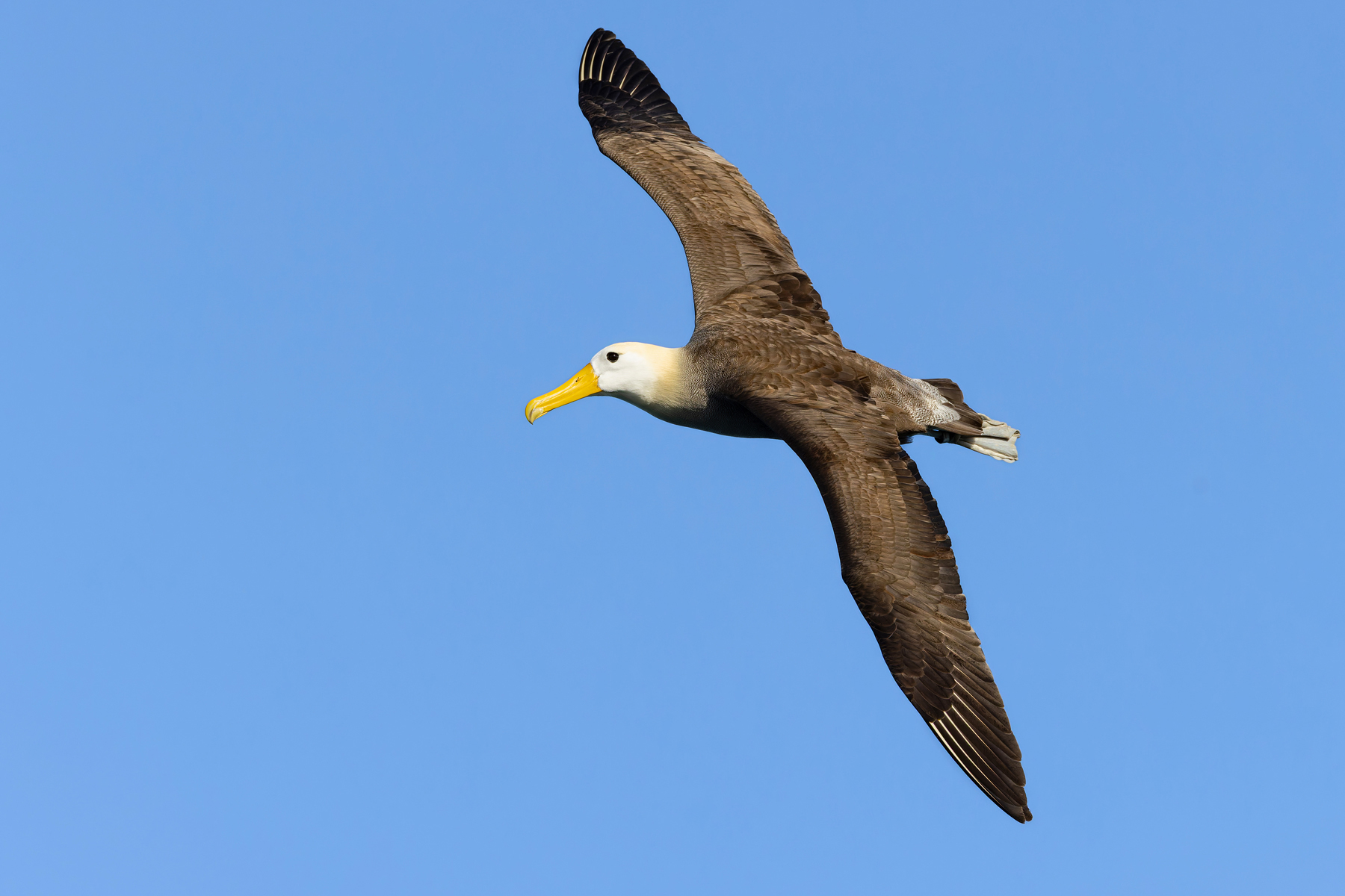 Ungainly on land, Waved Albatrosses transform into majestic masters of the air in flight (Image by Mike Watson)