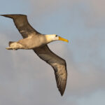 Waved Albatrosses were taking to the air in the late afternoon sunshine during our visit to Española, we could feel the ‘whoosh’ of air as they passed! (Image by Mike Watson)