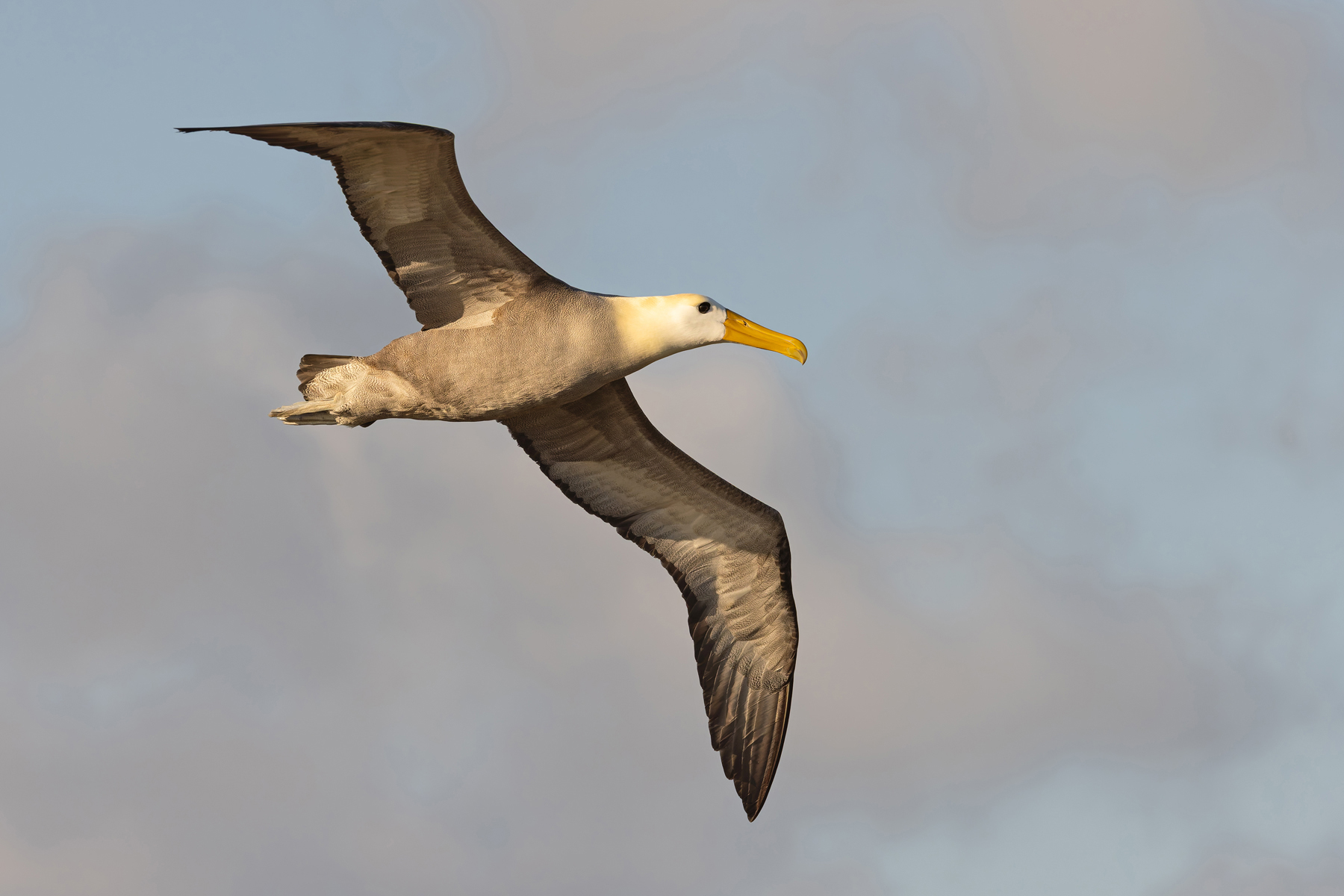 Waved Albatrosses were taking to the air in the late afternoon sunshine during our visit to Española, we could feel the ‘whoosh’ of air as they passed! (Image by Mike Watson)
