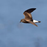 Wedge-rumped Storm Petrel is abundant at its colony on Genovesa (Image by Mike Watson)