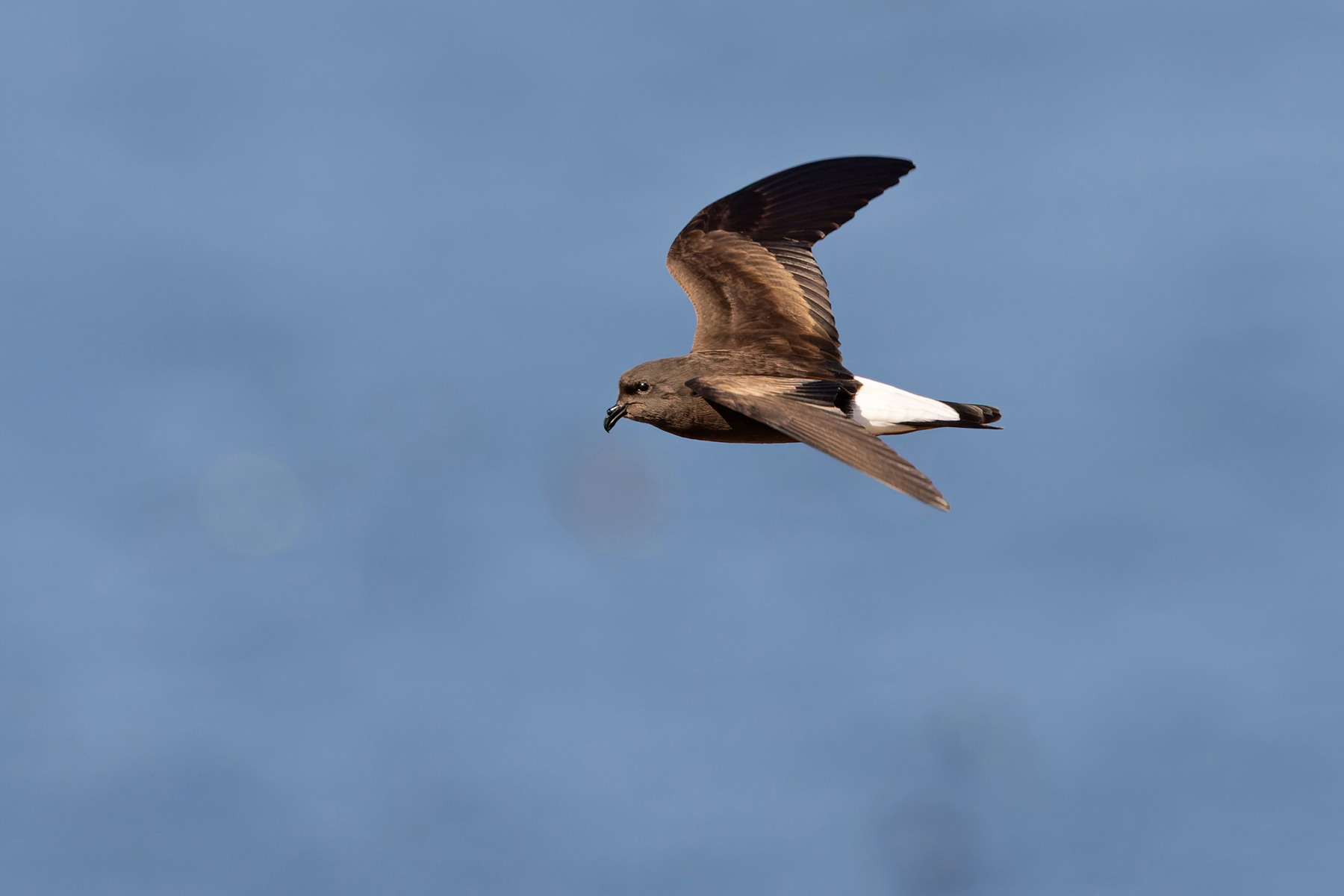 Wedge-rumped Storm Petrel is abundant at its colony on Genovesa (Image by Mike Watson)