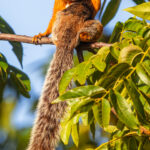 A handsome Variegated Squirrel - this one a riot of colour in the trees of Costa Rica's Heredia Province (image by Gin Wilde)