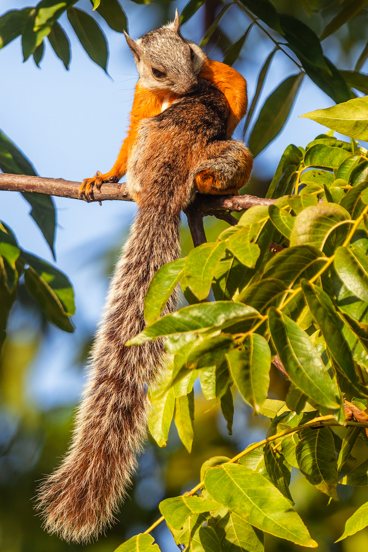 A handsome Variegated Squirrel - this one a riot of colour in the trees of Costa Rica's Heredia Province (image by Gin Wilde)