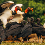 'We'll show you who's King here!' A trio of King Vultures lord over their Black Vulture cousins in Costa Rica. These great hulking raptors (with a strikingly colourful head and neck) - are one of the largest New World vultures, second only to condors (image by Gin Wilde)