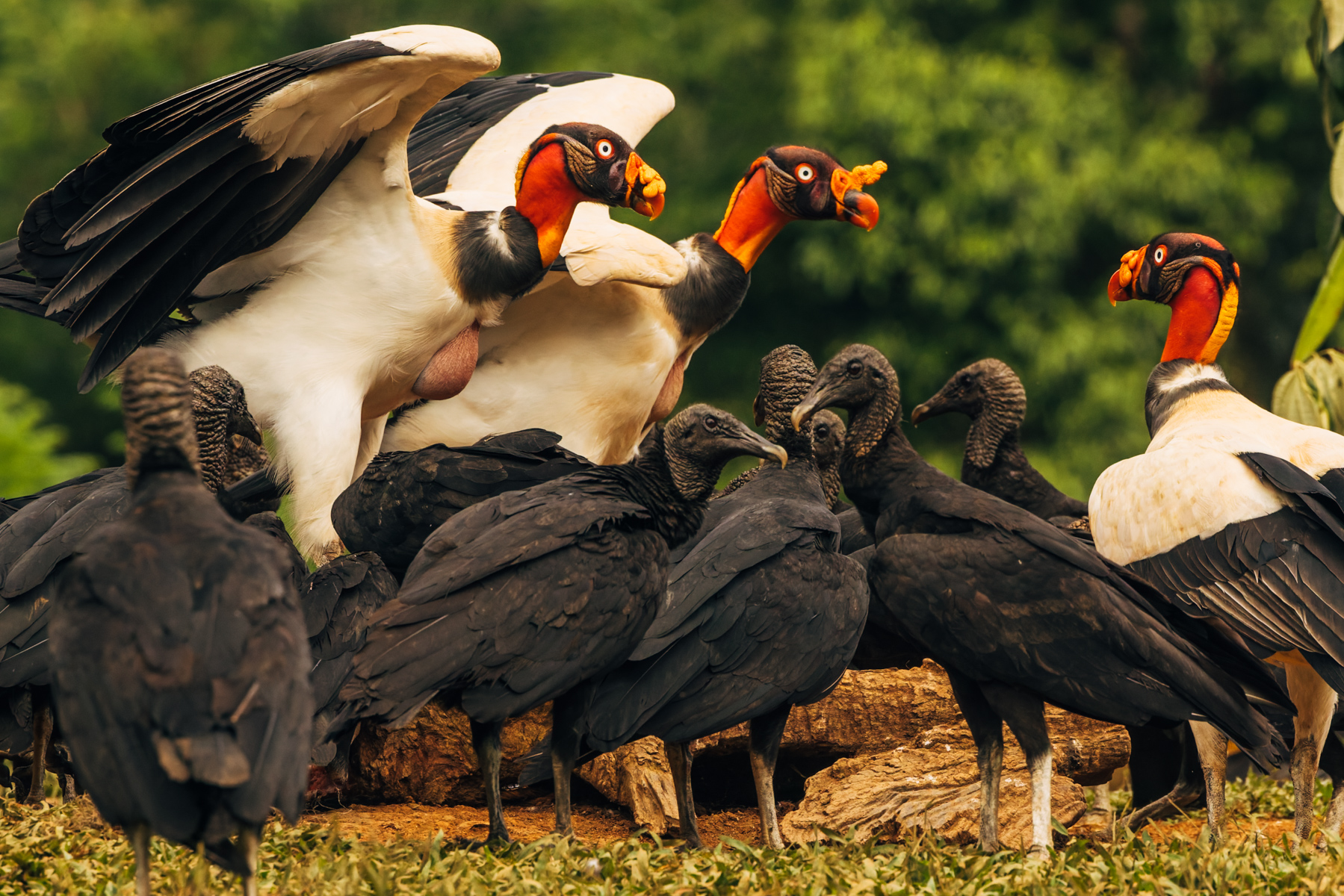 'We'll show you who's King here!' A trio of King Vultures lord over their Black Vulture cousins in Costa Rica. These great hulking raptors (with a strikingly colourful head and neck) - are one of the largest New World vultures, second only to condors (image by Gin Wilde)