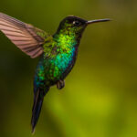 It's hard to imagine ever tiring of the Fiery-throated Hummingbird - one of the world's most beautiful and dynamic hummingbirds (image by Gin Wilde)