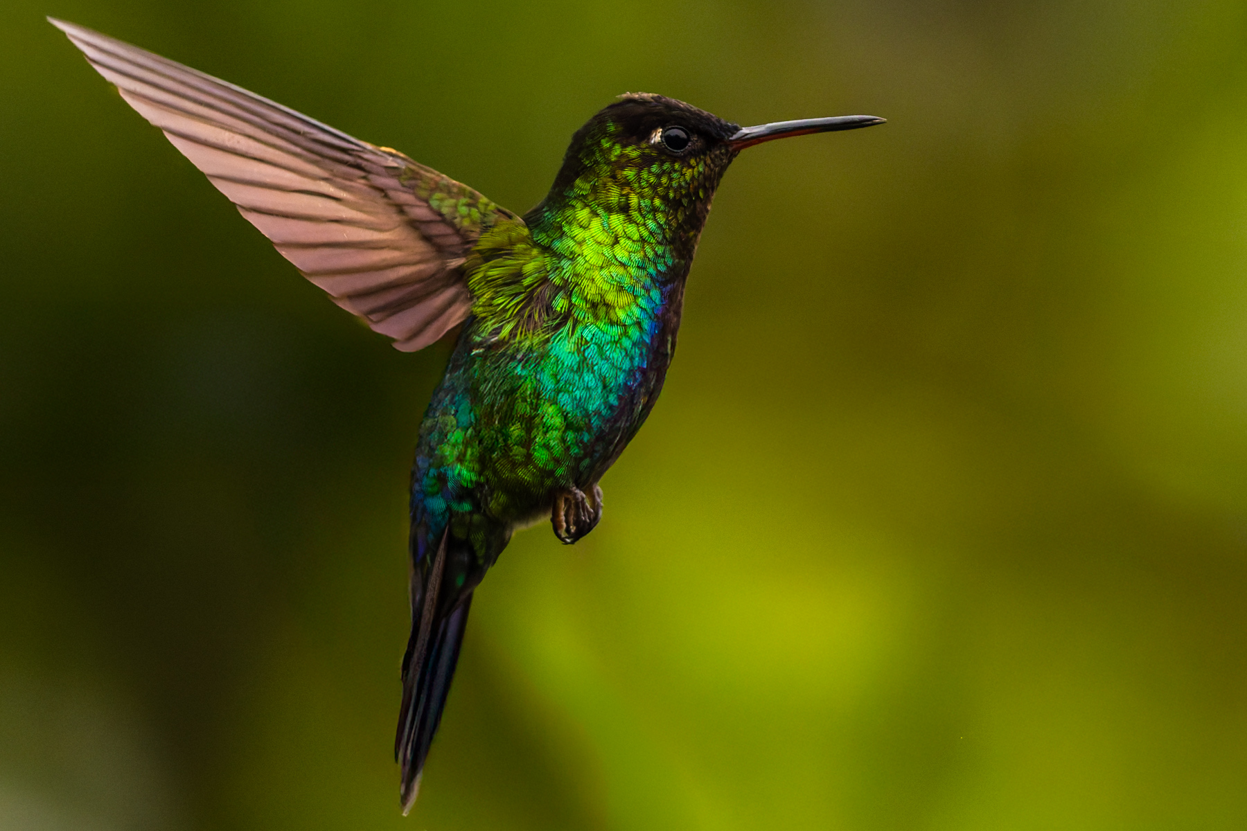 It's hard to imagine ever tiring of the Fiery-throated Hummingbird - one of the world's most beautiful and dynamic hummingbirds (image by Gin Wilde)