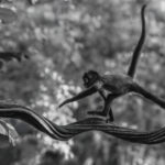 Come back, baby Spider Monkey?! An infant Geoffroy's Spider Monkey dashes back to the safety of its troop (image by Gin Wilde)