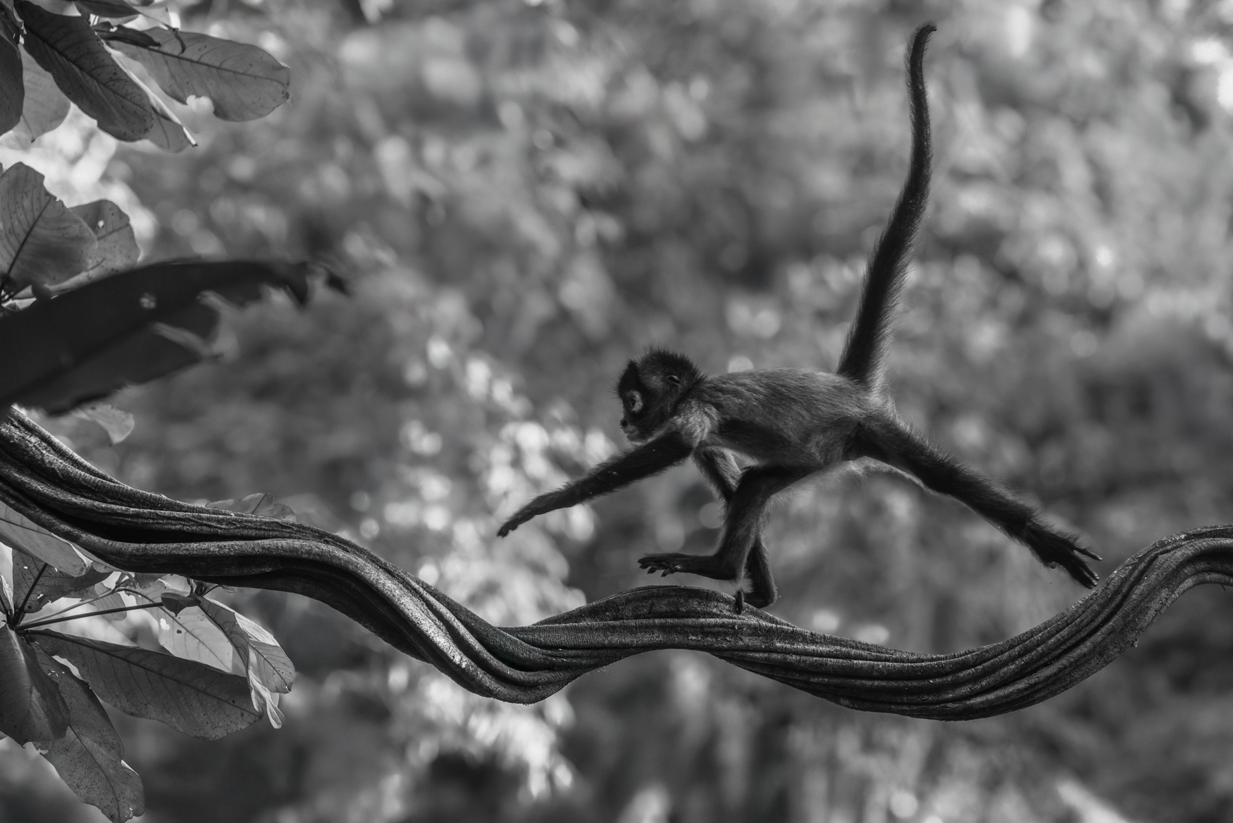 Come back, baby Spider Monkey?! An infant Geoffroy's Spider Monkey dashes back to the safety of its troop (image by Gin Wilde)