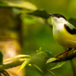 If you happen across a lek for White-collared Manakin - mostly through hearing the unmistakenly loud clicking sound males make - do stay a while. So challenging to photograph, but such lovely chunky birds (image by Gin Wilde)