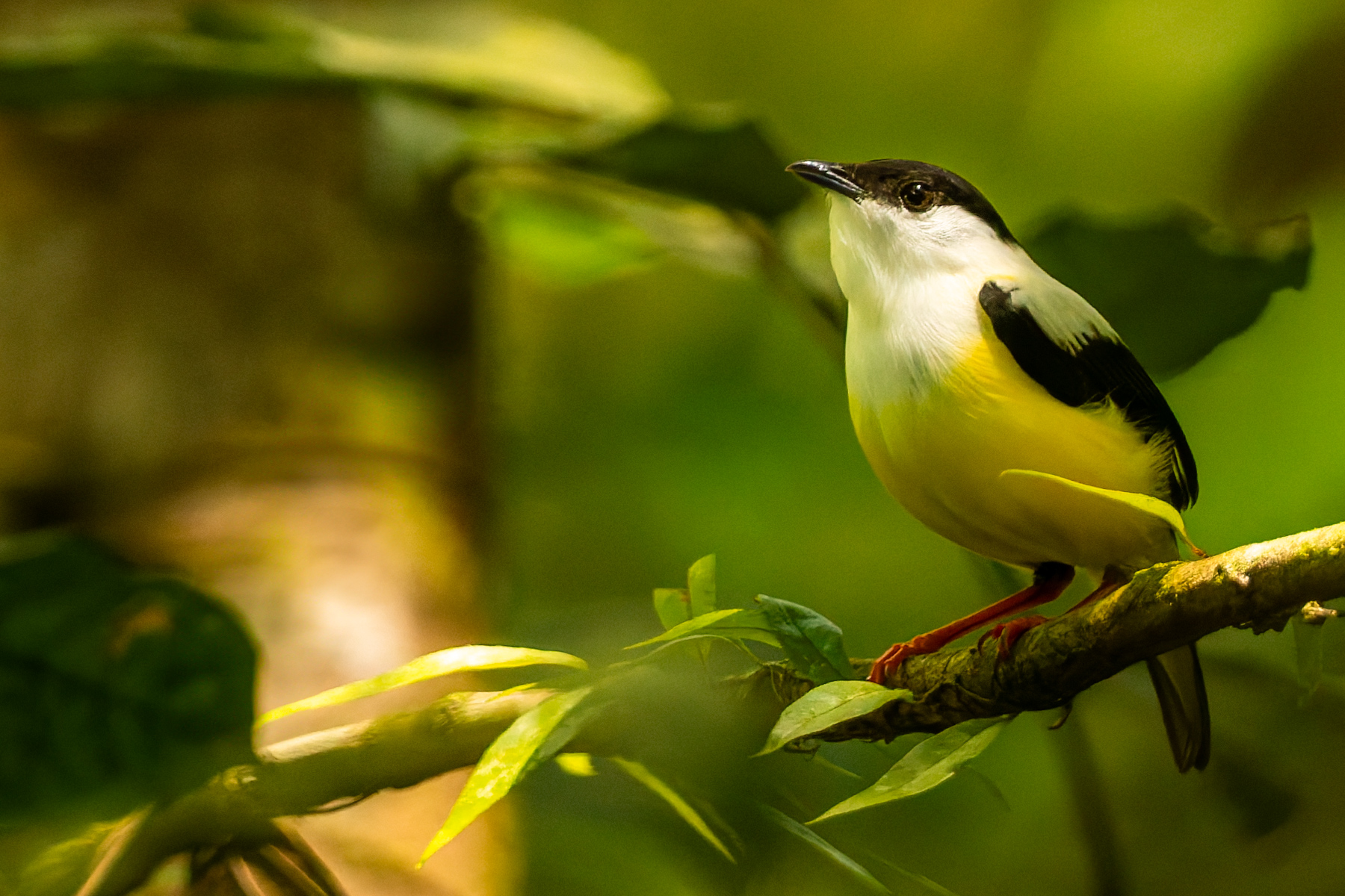If you happen across a lek for White-collared Manakin - mostly through hearing the unmistakenly loud clicking sound males make - do stay a while. So challenging to photograph, but such lovely chunky birds (image by Gin Wilde)
