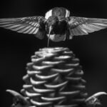 Black-and-white portrait of a White-necked Jacobin. It's a wrench to forgo the colours of Costa Rica, but the iridescence of many hummingbirds can make for striking black-and-white images (image by Gin Wilde)