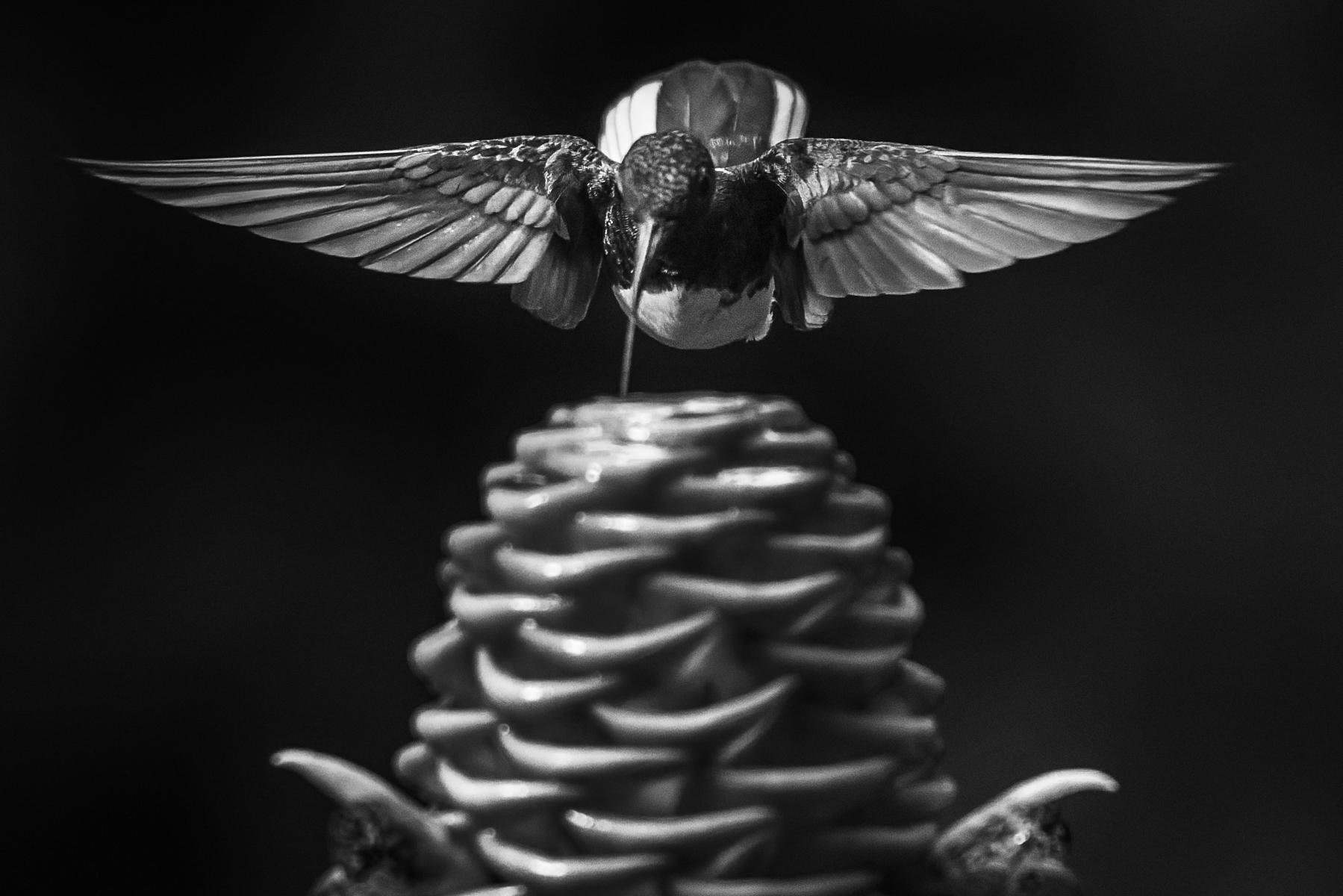 Black-and-white portrait of a White-necked Jacobin. It's a wrench to forgo the colours of Costa Rica, but the iridescence of many hummingbirds can make for striking black-and-white images (image by Gin Wilde)